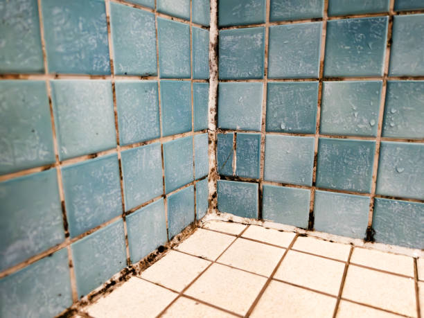 Best Asbestos and Lead Testing During Mold Inspection  in Bolivar, MO