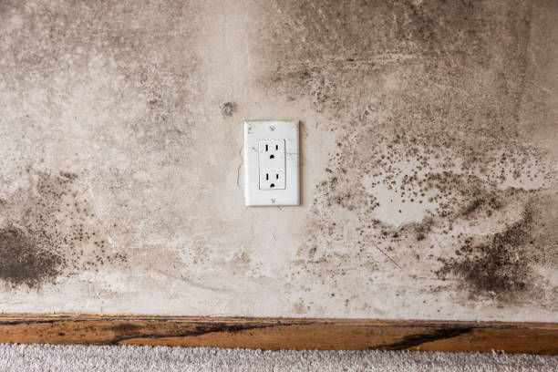 Bolivar, MO Mold Removal Company